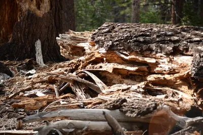 DSC_3264 (Large).JPG